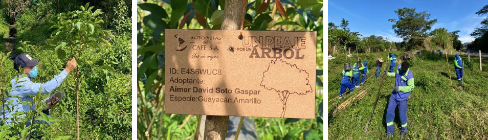 Inició la siembra de un peaje por un árbol de Autopistas del Café